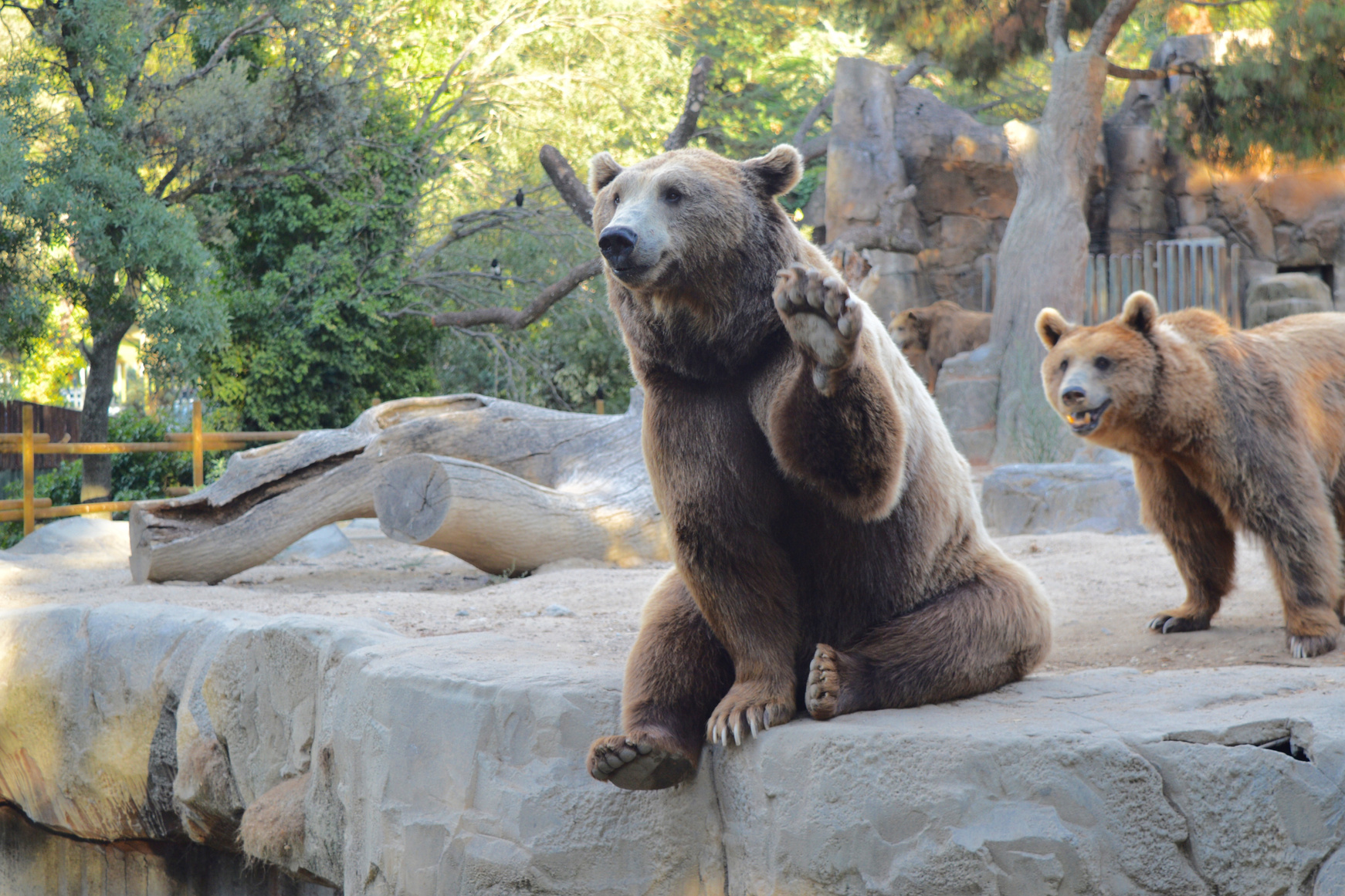 Bear saying hello